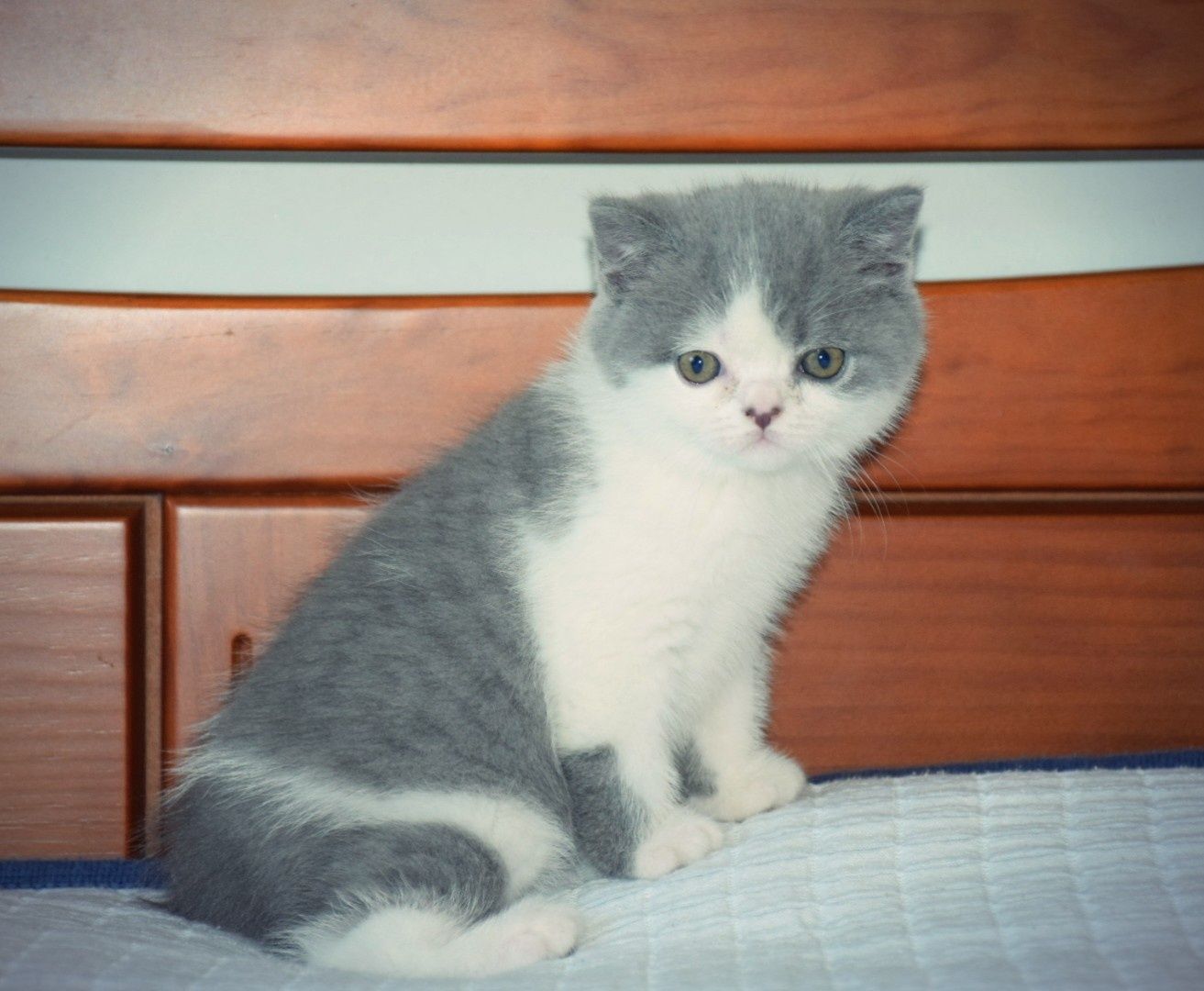 Scottish Bicolor Straight