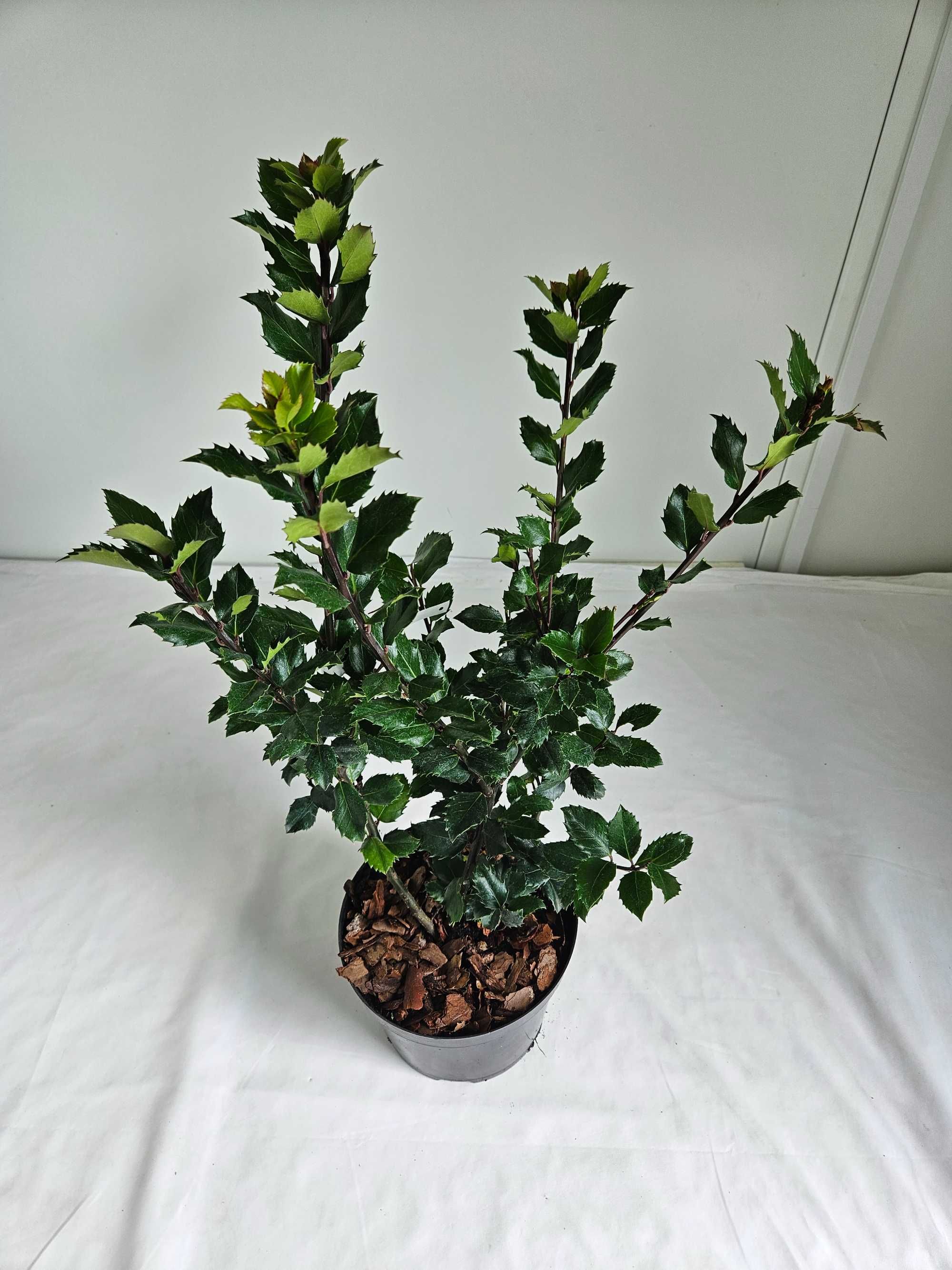 Ostrokrzew Meservy Blue Mini 70cm – zimozielony krzew ozdobny C5