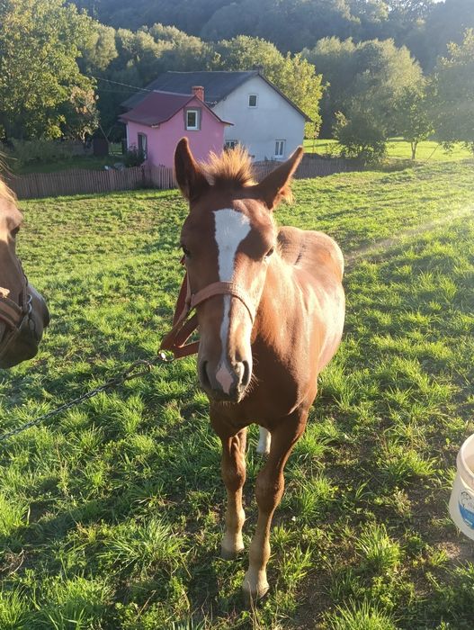 Продається кінь дуже хороший