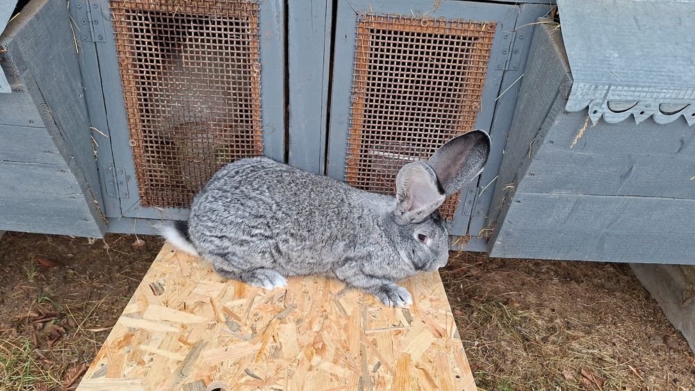 Кролики Б.Велетень