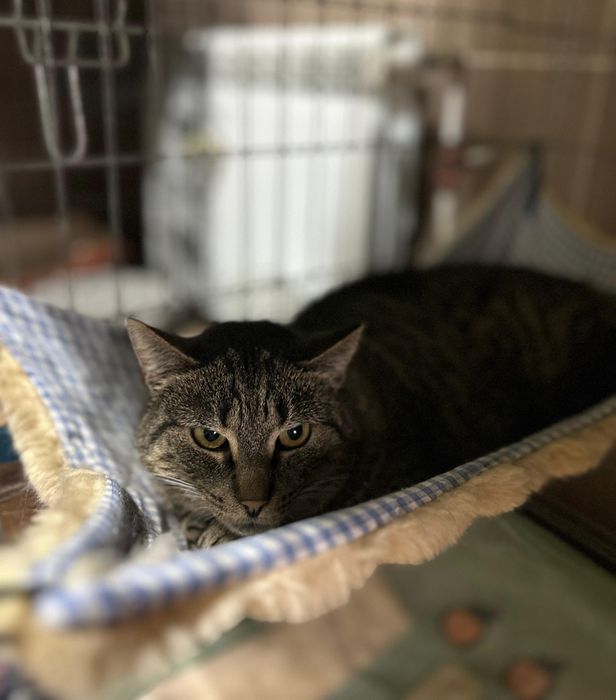 Dorosła, przestraszona kotka do adopcji