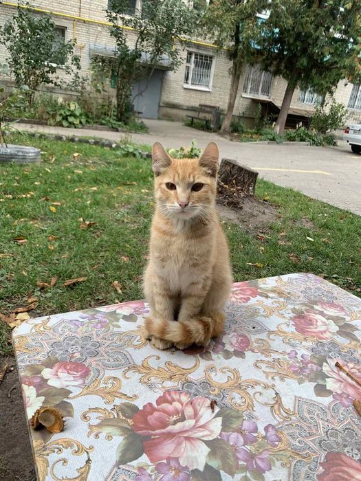 Віддам в добрі руки