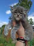 Maine Coon cudna kotka