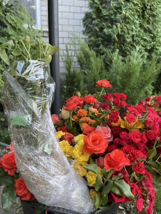 Саджанці троянд /саженцы роз