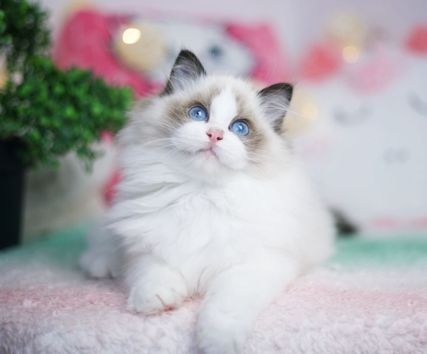 Ragdoll dziewczynka