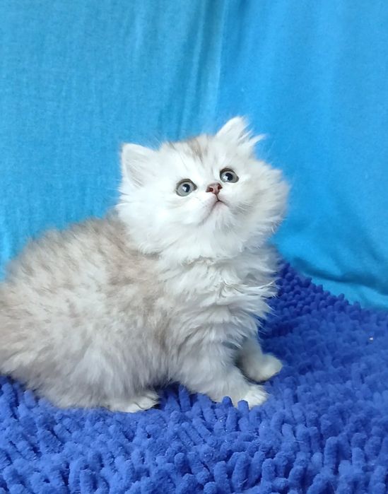 Серебристая шиншилла мальчик британский