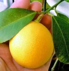 Bonsais,Cerejeira Japonesa Anã, Oliveira, Lima Kaffir, Limequat, Meyer