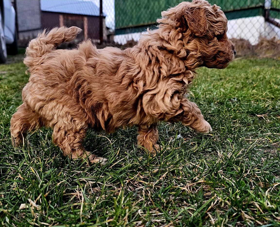 Bichpoo friespoo f1 piesek (maltipoo)