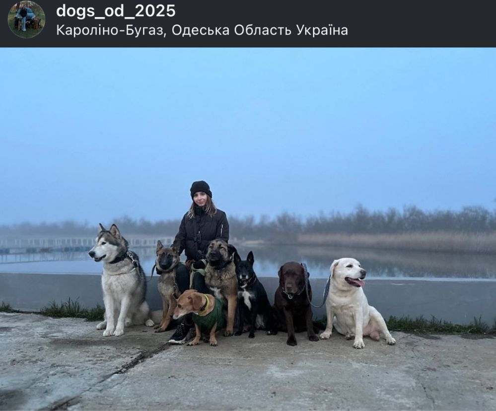 Гостиница для собак, Передержка и Дрессировка Собак, Отель