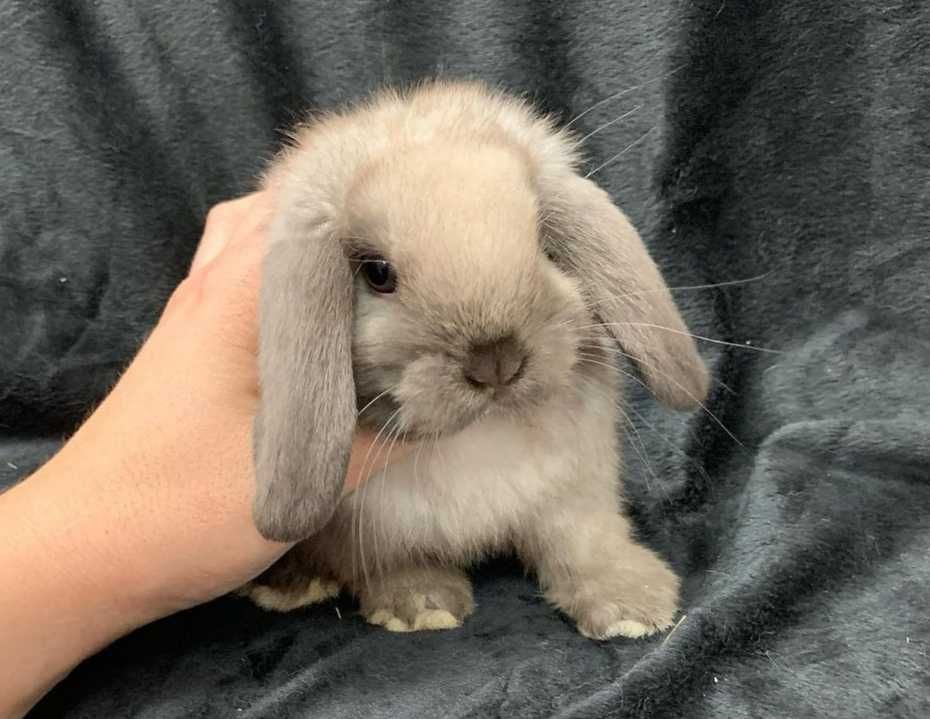 KIT Coelhos anões orelhudos, mini lop adoráveis e super inteligentes