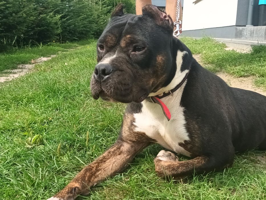 Amstaff pies 4lata