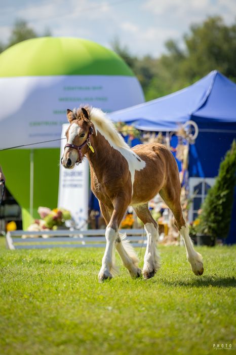 Ogierek Tinker ( odsadek )