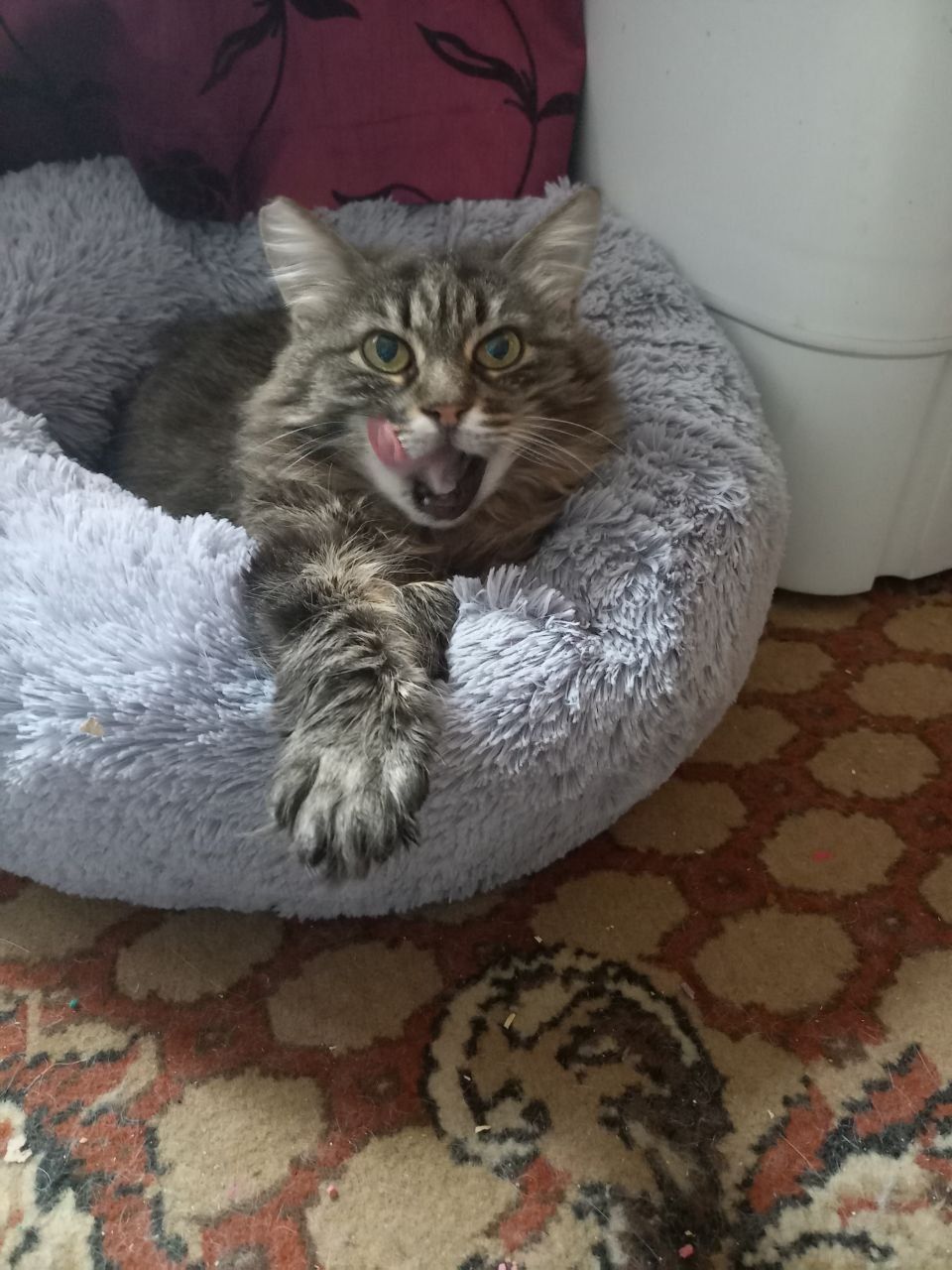 Кошка компаньенка бесплатно