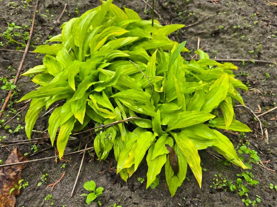 Хоста великого розміру