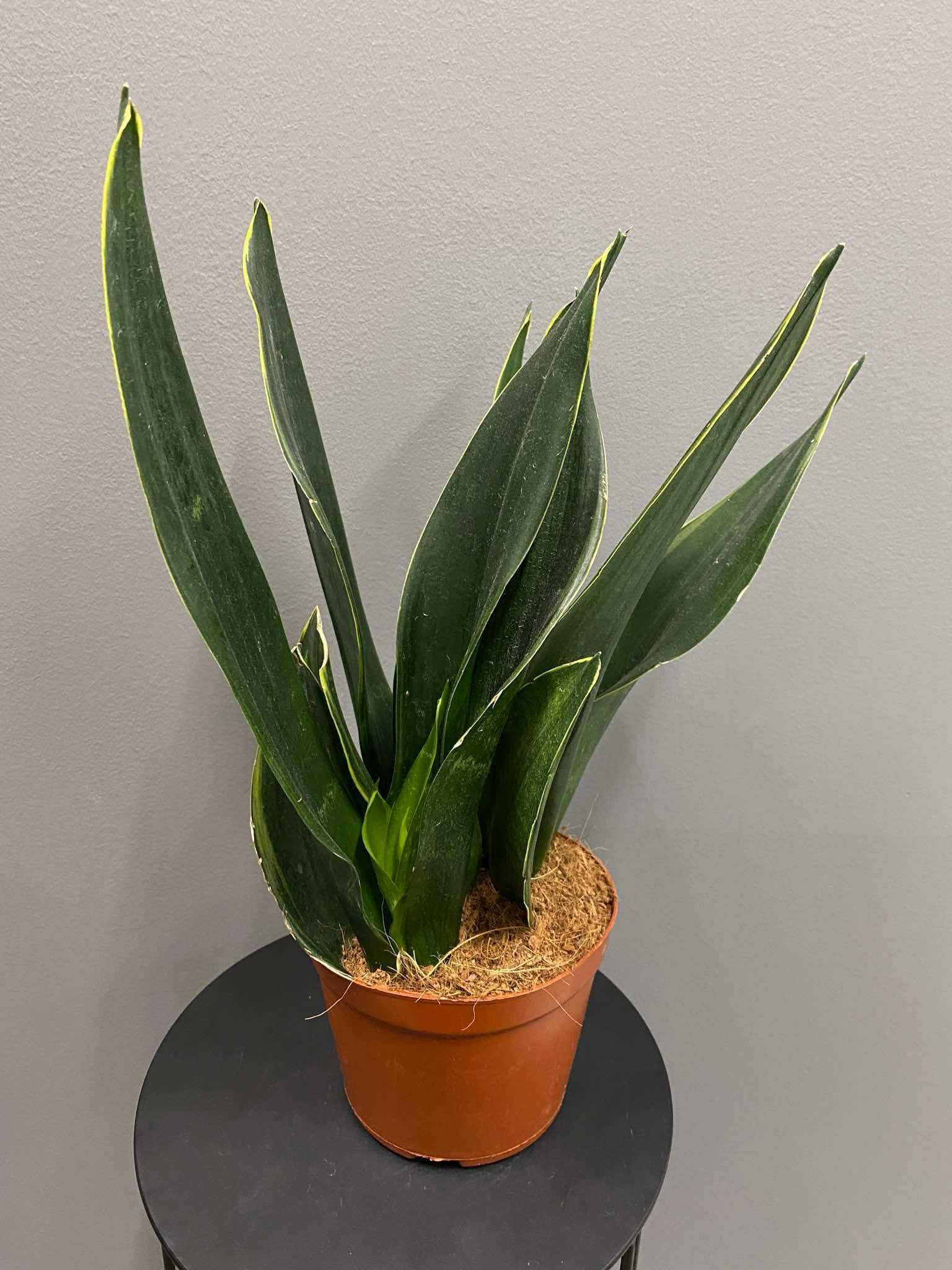 Sansevieria Black Diamond