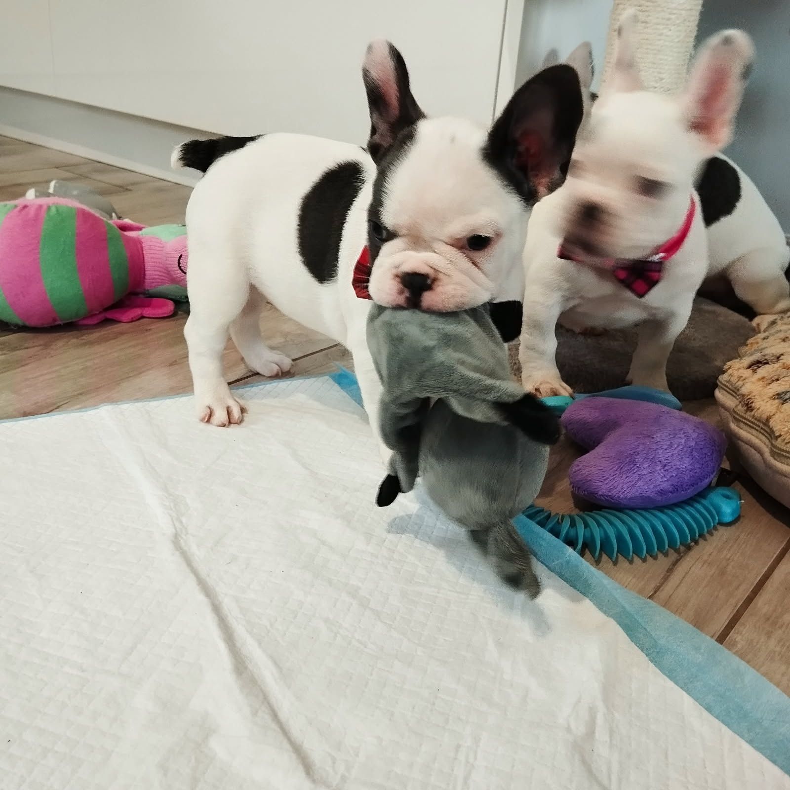 Buldog francuski szczeniak z Rodowodem