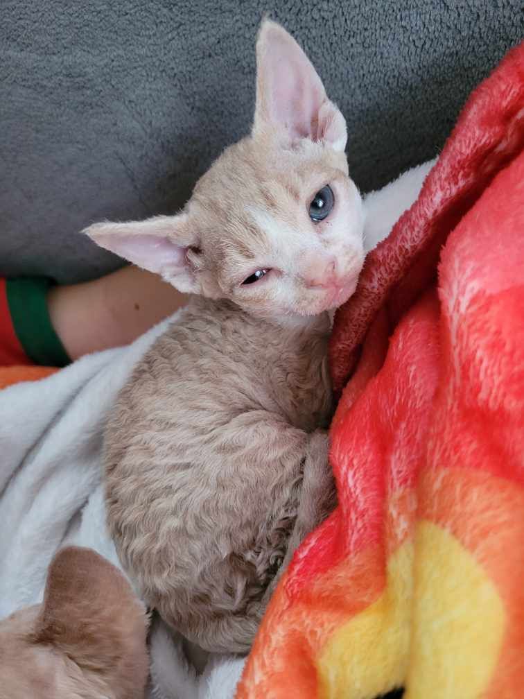 Devon rex liliowy kocurek