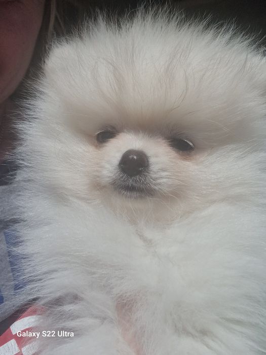 Шпіц померанський