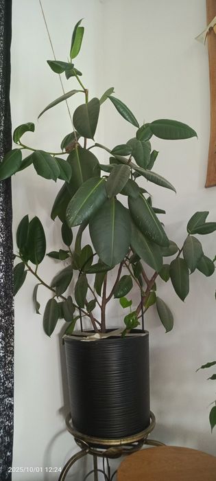 Fikus + epipremnum + doniczka