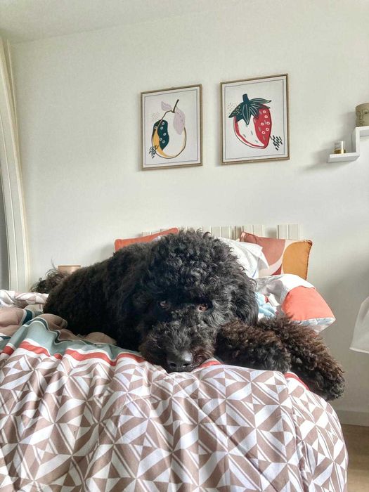 Pet Sitter / Dog Walker - Cuidadora de cães