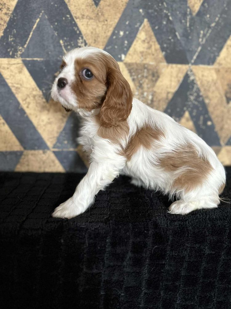 Suczka rasy Cavalier King Charles Spaniel