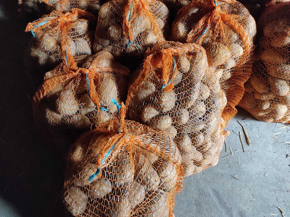 Ziemniaki pyry od rolnika bardzo smaczne ziemniaczki Queen Anne