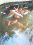 Carpas Koi couro, (tricolores, bicolores. (Á escolha!) ACEITO LABRADOR