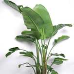 Strelitzia augusta nicolai, ou estrelícia gigante