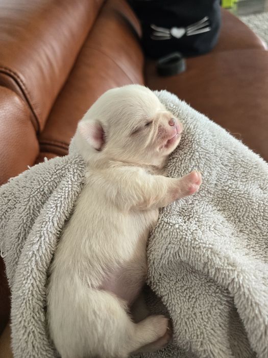 Chihuahua sunia suczka