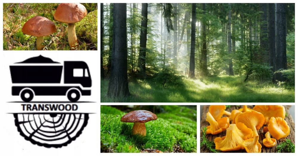 Borowik żółty seledynowy grzyby suszone 250g