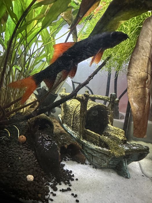 Labeo Frenatus (Tubarão Arco-Iris)