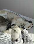PIESKI do Adopcji!