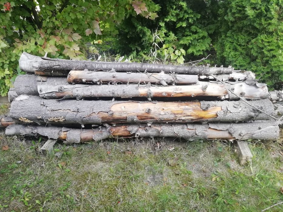 Drzewo na opał 2m