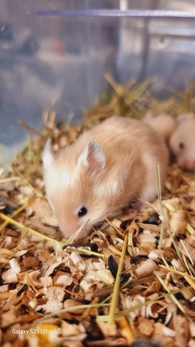 Грызуны разных окрасов хомячки джунгарские