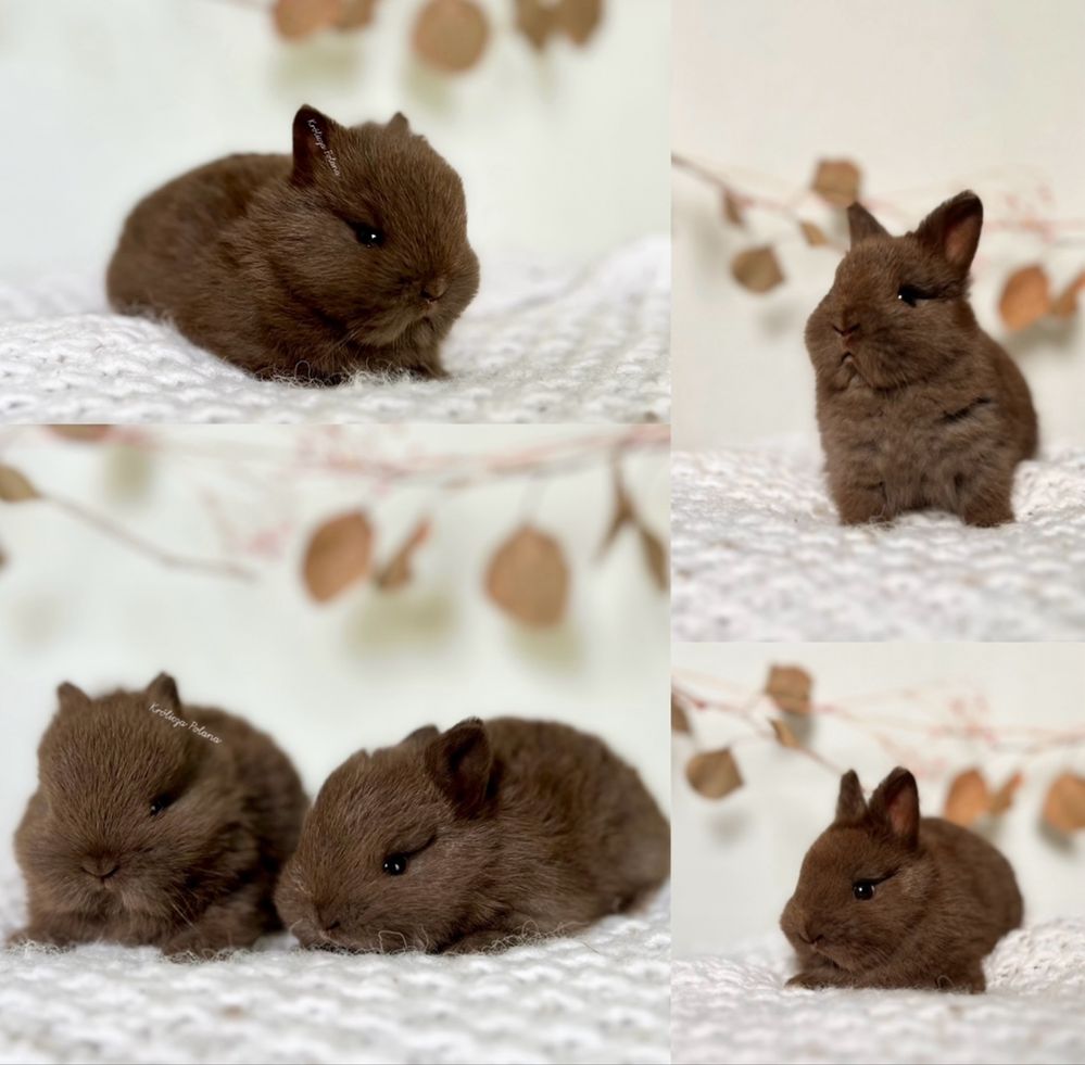 Króliczki Karzelek Teddy i Karzełek Niderlandzki Czysto rasowe z doku