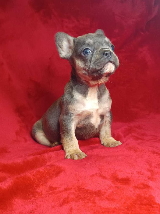 Bulldog francês macho cor Blue And Tan