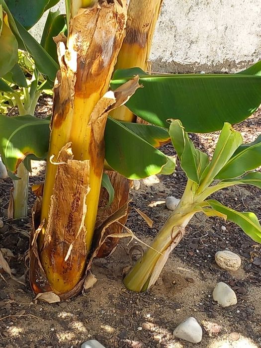 Bananeiras pequenas