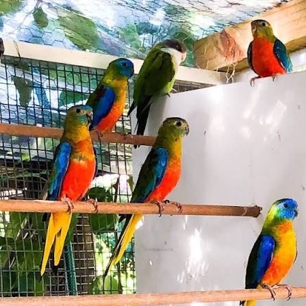 Casal de turqouoisines com gaiola