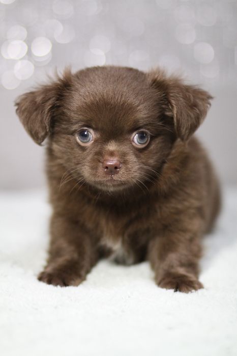 *** Chihuahua czekoladowa długowłosy**
