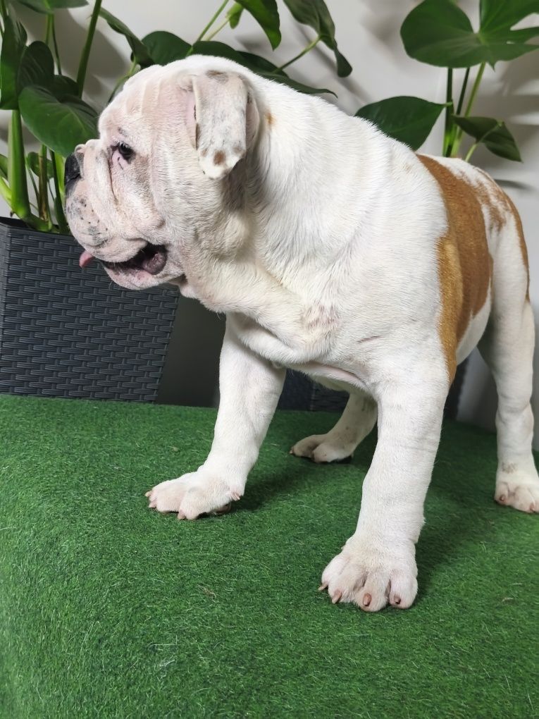 Buldog Angielski ZKwP FCI
