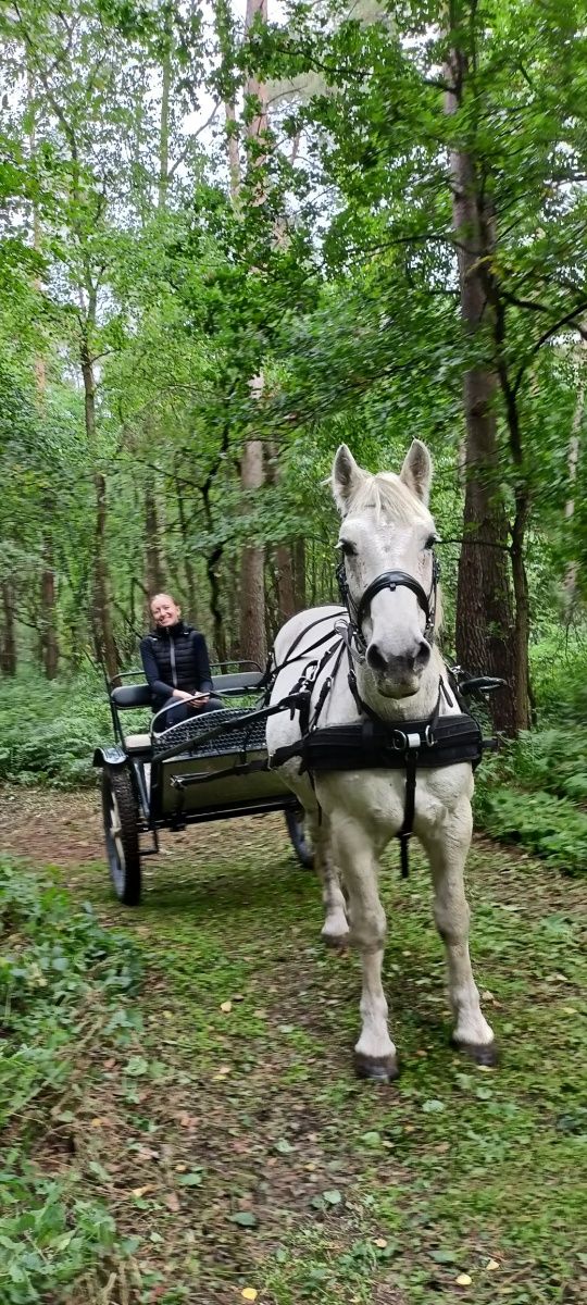 Przekochany wałach 150cm, 15 lat, siodło, bryczka, R+
