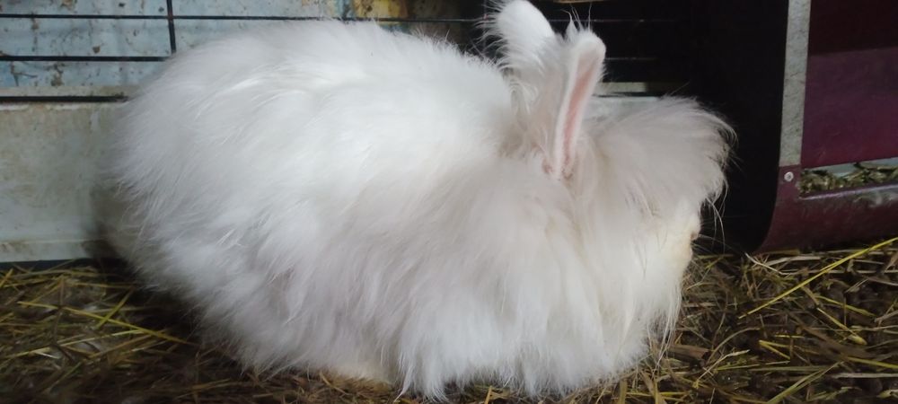 Білий ангорський декоративний кролик