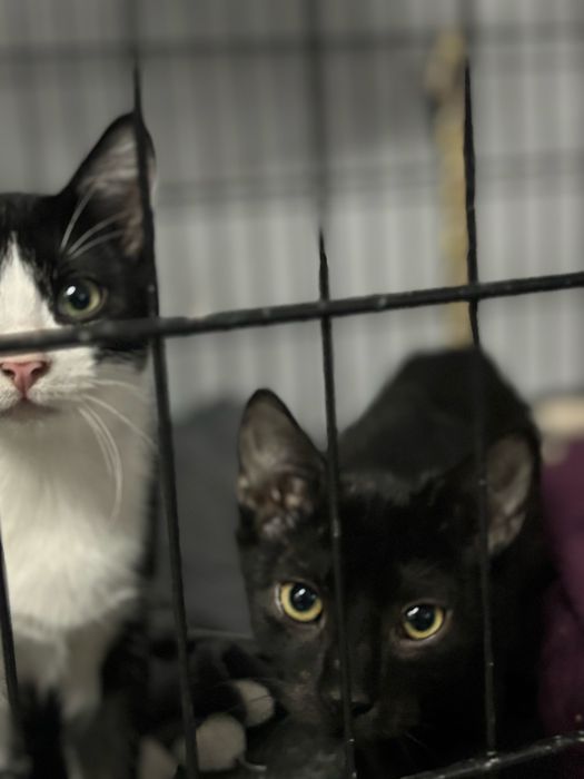 Kocie urwisy szukaja domu