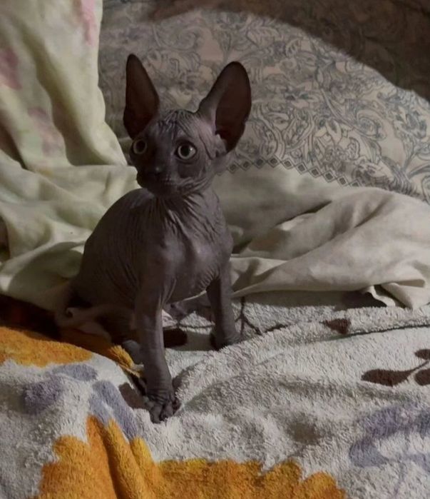 Кошенята канадського сфінкса