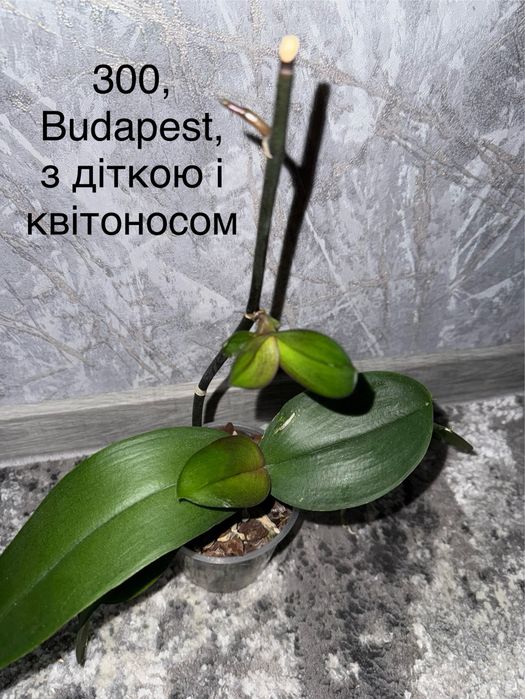 Орхідея домашня з дітками, квітоносами