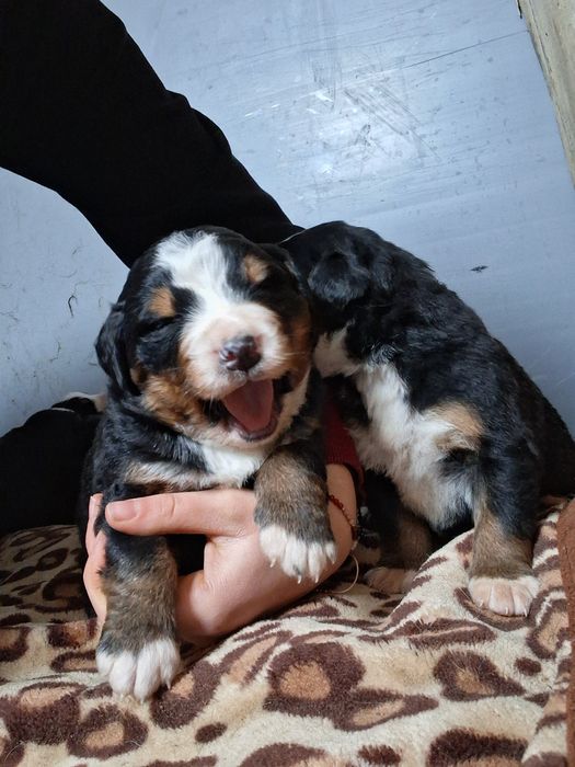 Sunia bernenski pies pasterski