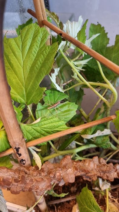 Straszyk Tisamenus sp. Cagayan