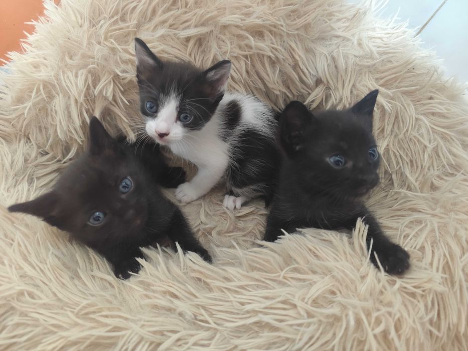 gatinhos para adopção com dois meses, prontos para serem acolhidos
