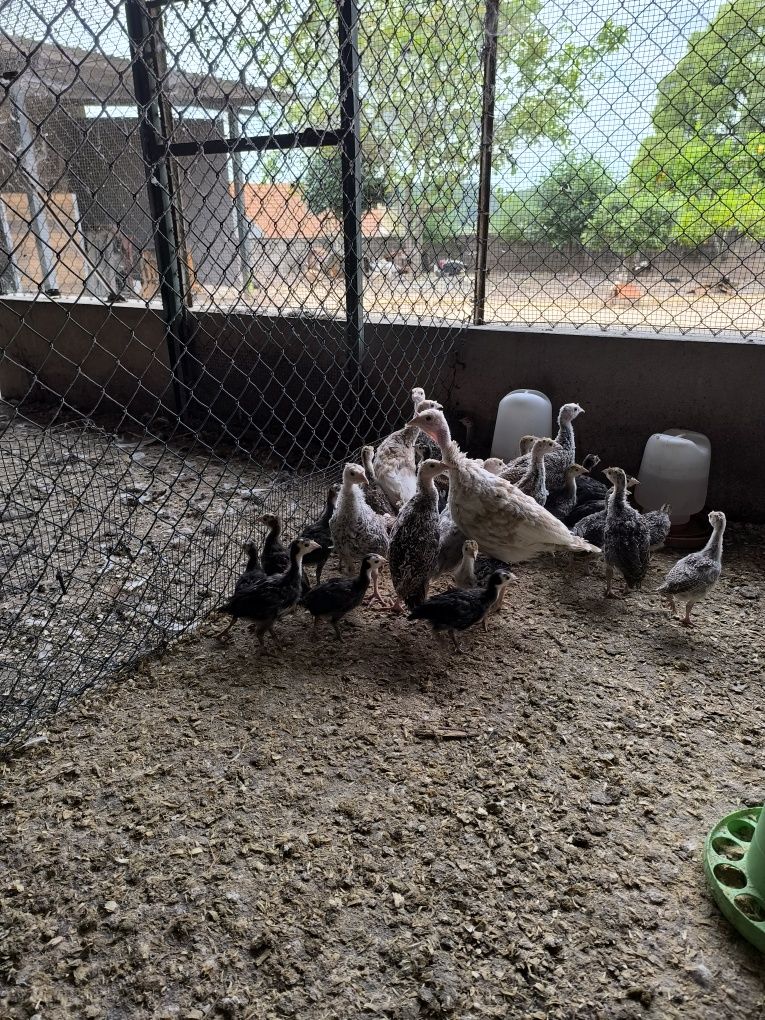 Vendo perus selvagens nascidos a 23 de Abril.