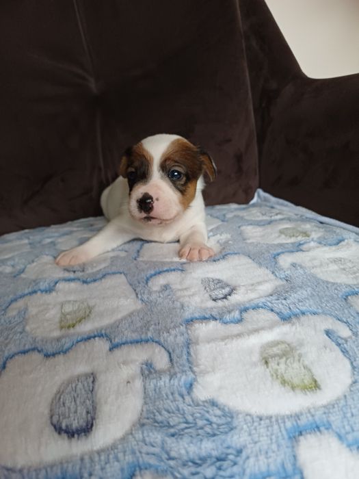 Jack Russell terrier suczka
